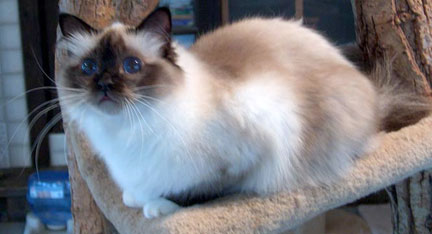 Bojacat Coco Chanel - seal point female birman