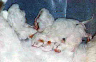 One day old kittens